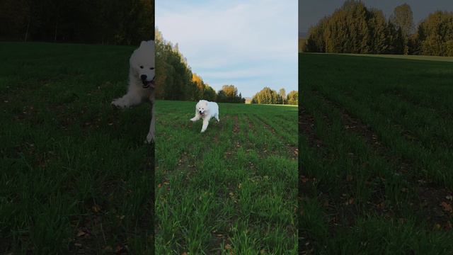 Гуляем с собачками