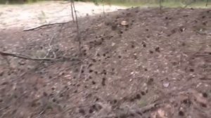 ГРИБЫ И ЛЕС! ВСПОМНИЛ КАК ЭТО БЫЛО! Лучшая подборка!