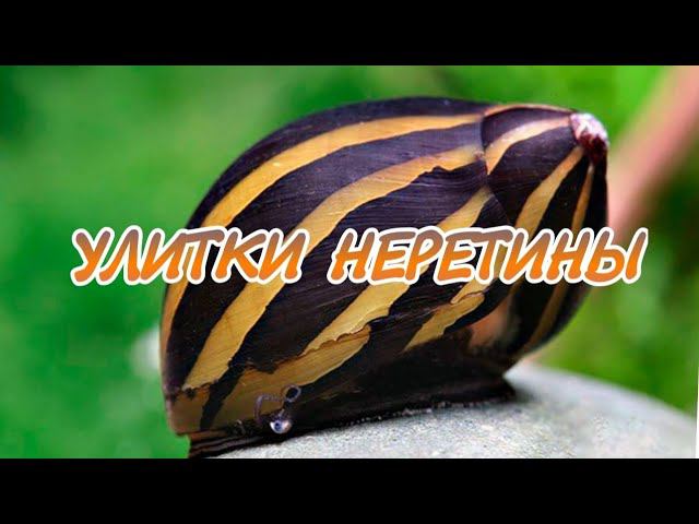УЛИТКИ НЕРЕТИНЫ. СОДЕРЖАНИЕ В АКВАРИУМЕ. смотреть онлайн