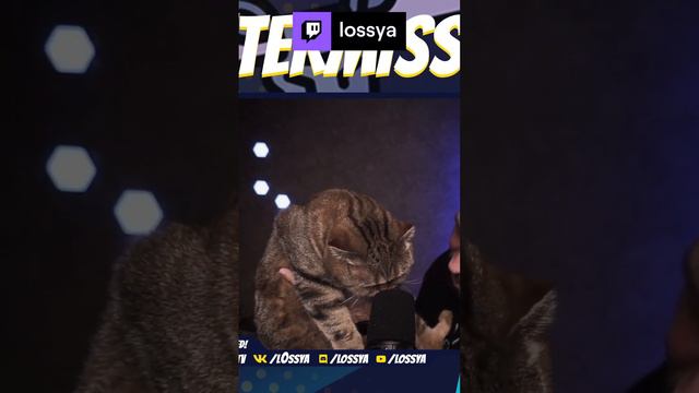 Настоящий кошка Куся | #lossya #twitch #stream #streamer #shorts #pubg #pubgmobile