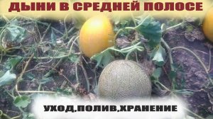 Как поливать дыни во время налива,обрезать,хранить.Немного об ошибках из своего опыта