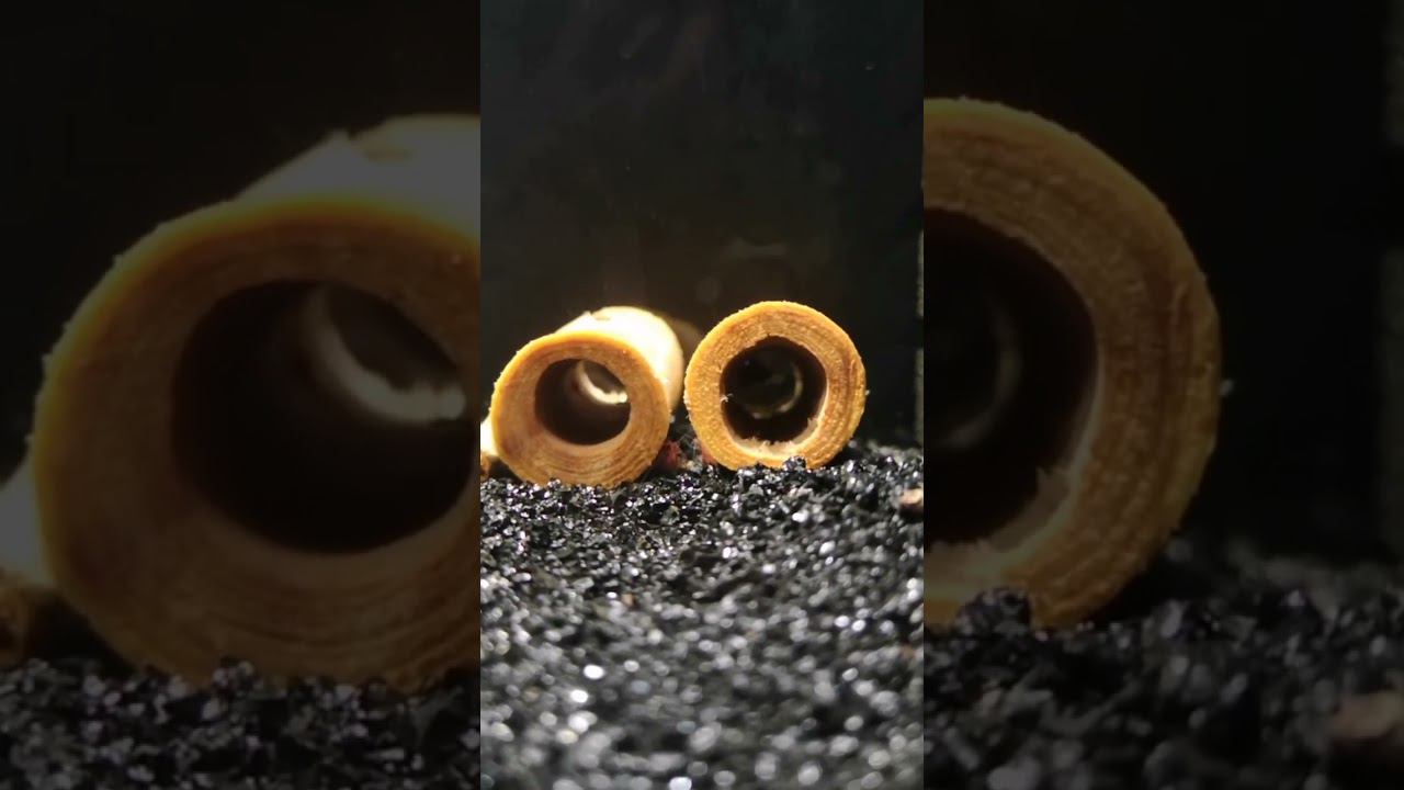 Сделал креветкам укрытия , а они прячутся между )) смотреть онлайн