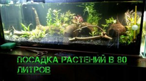 Изменения часть 5. Посадка растений