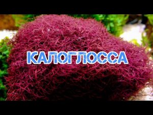 КАЛОГЛОССА. СОДЕРЖАНИЕ В АКВАРИУМЕ