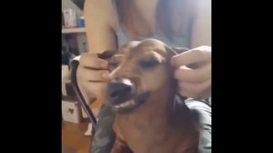 Веселые животные