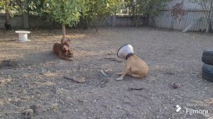 Куда мы пропали? Меня назвали живодером за то что купировала щенку ушки