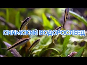 СИАМСКИЙ ВОДОРОСЛЕЕД. СОДЕРЖАНИЕ В АКВАРИУМЕ.