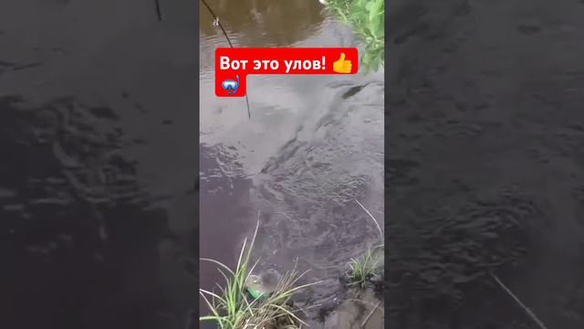 Вот это улов  #юмор