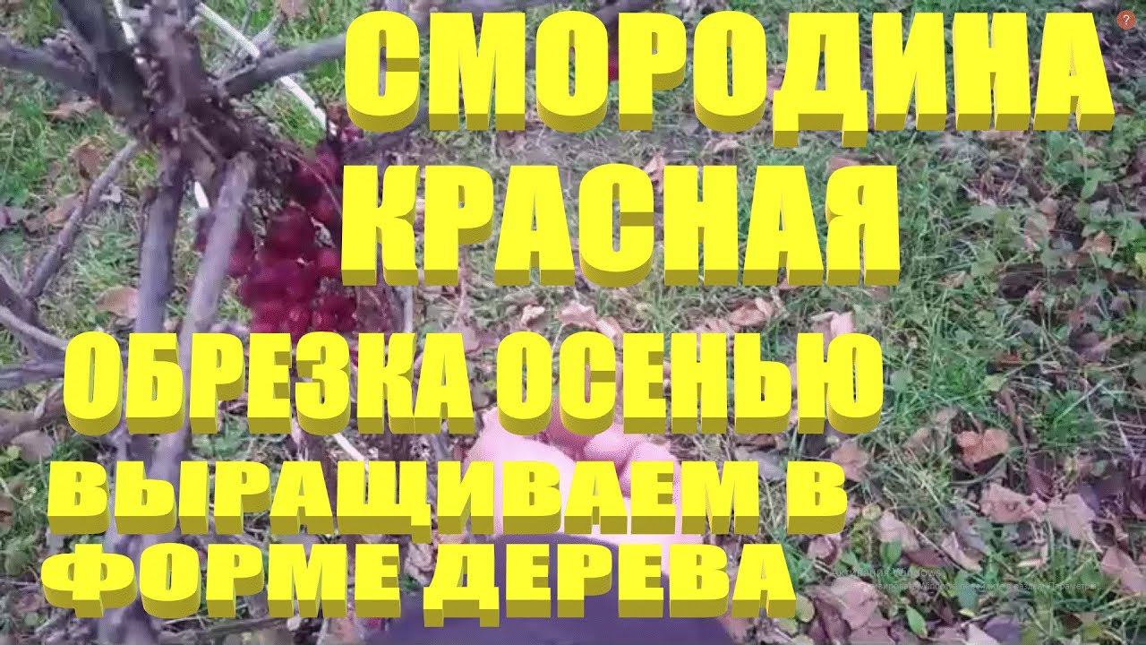 КАК ОБРЕЗАТЬ СМОРОДИНУ.Обрезка смородины осенью
