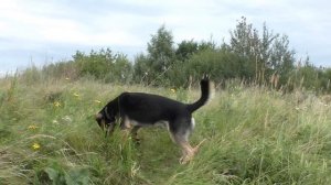 МЕСТНАЯ ПИРАНЬЯ! НАЛОВИЛИ НАШЕЙ МЕСТНОЙ ПИРАНЬИ И ОЧЕНЬ ВКУСНО ПРИГОТОВИЛ ЕЁ! Рыбалка на поплавок!