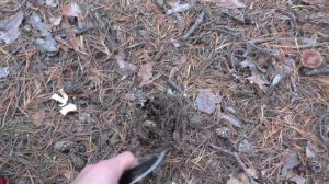 ОСТОРОЖНО! ОКАЗЫВАЕТСЯ ЗЕЛЕНУШКА ОПАСНА! ХОТЯ ВСЕГДА СОБИРАЛ! Прогулка с МАЛЫШОМ!