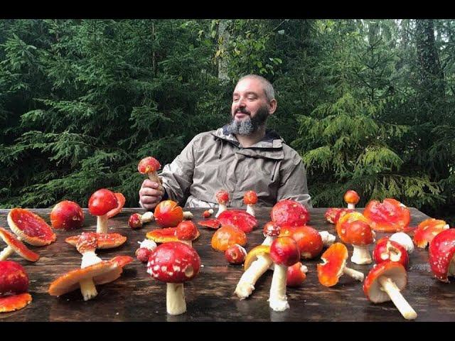 Микродозинг красного мухомора. Прямой эфир с Михаилом Вишневским.