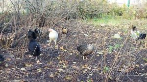 Цыплята подросли, стали курочками и петушками