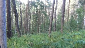 Манок на косулю! Испытание, пришла только лиса!