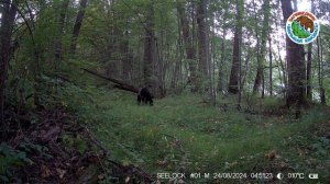 Медведь в заповеднике "Большая Кокшага"