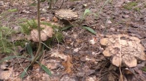 "Грибы светофоры" ГРИБНИК С СОБАКОЙ НАШЁЛ ГРИБЫ В ЛЕСУ! ПРИГОТОВИЛ ГРИБЫ И СЪЕЛ!