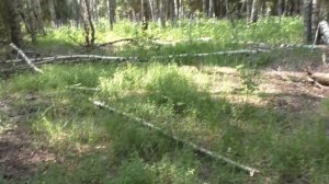 ГРИБЫ В ЗАСУХУ! А ОНИ ЕСТЬ! Поход по грибы в лес! НАШЁЛ СВОЮ ПОТЕРЮ!