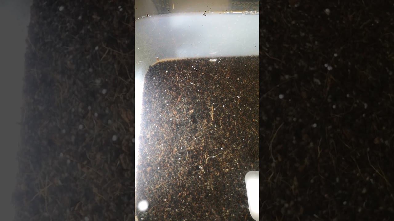 Мальки килли смотреть онлайн