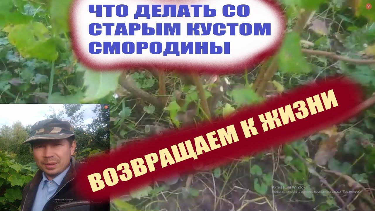 Обрезка черной смородины осенью//Омоложение куста смородины