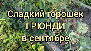 Второй урожай зеленого горошка собираю в сентябре. Сорт Грюнди.