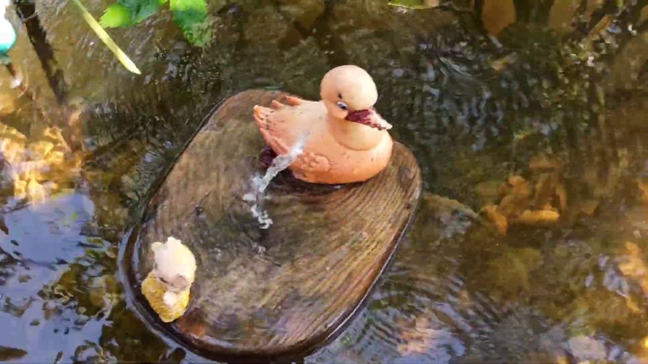 жизнь карпа в дачном водоеме.  Четвертые сутки