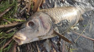 На рыбалке что-то пошло не так РЫБА ПОДОХЛА в реке