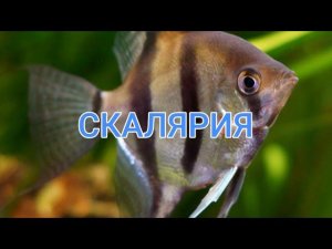 СКАЛЯРИЯ. УХОД И СОДЕРЖАНИЕ В АКВАРИУМЕ