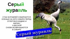 Серые журавли (Grus grus) Журавль крупным планом. /Уроки живой природы Сибирский белый журавль/.