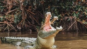 Top 10 Most Dangerous Wild Animals You S