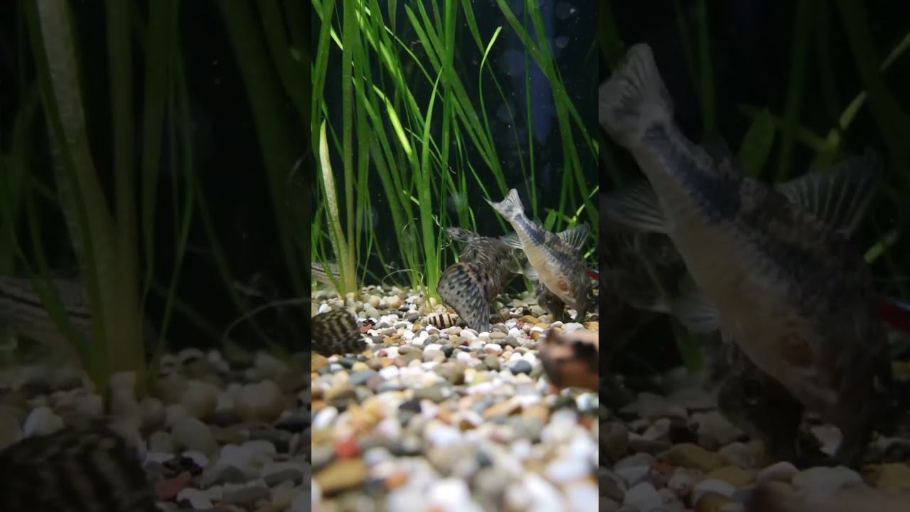 Вечерний приём пищи смотреть онлайн