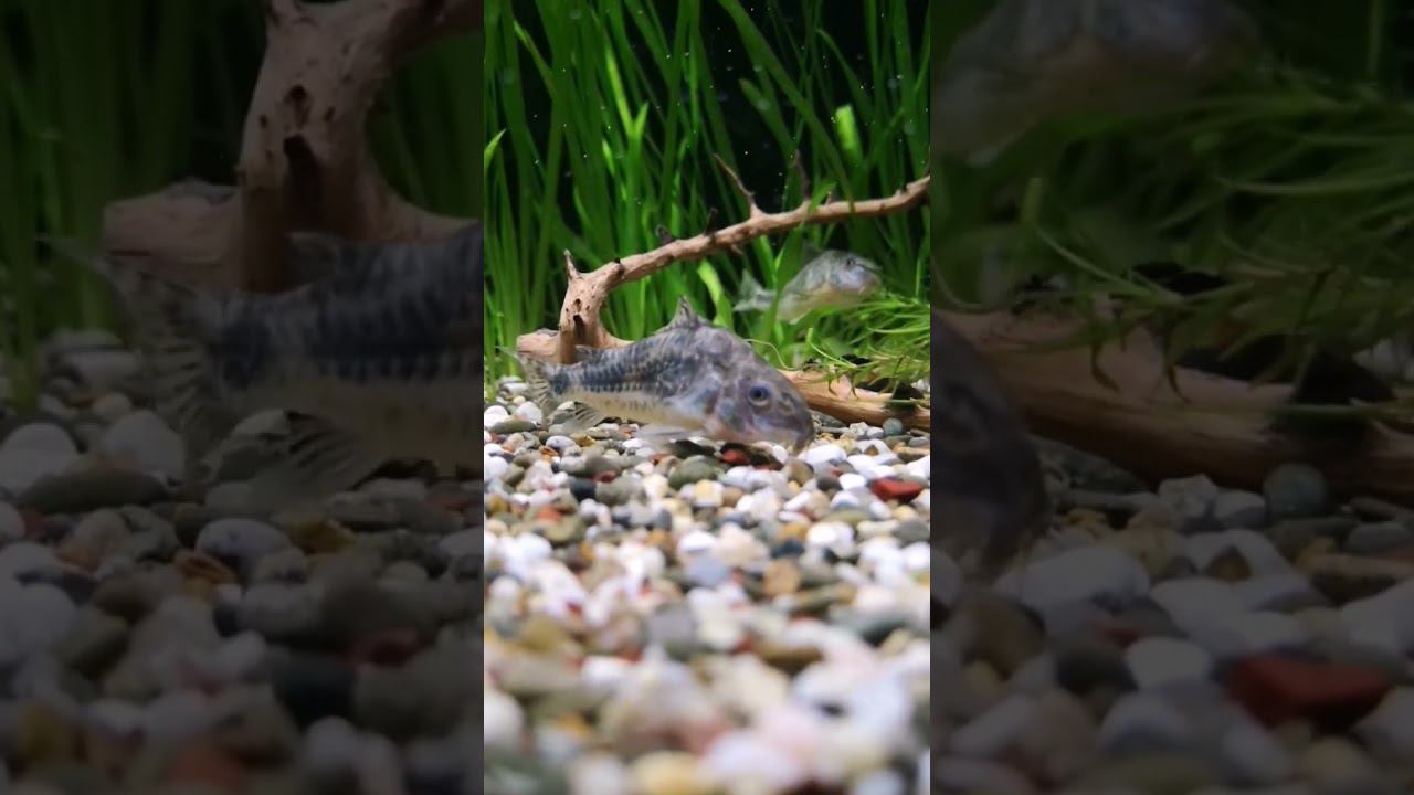 Крапчатый коридорас смотреть онлайн