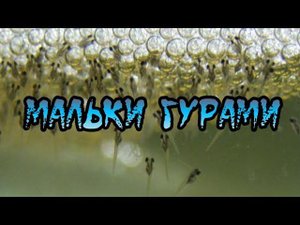РОДИЛИСЬ МАЛЬКИ МРАМОРНОГО ГУРАМИ