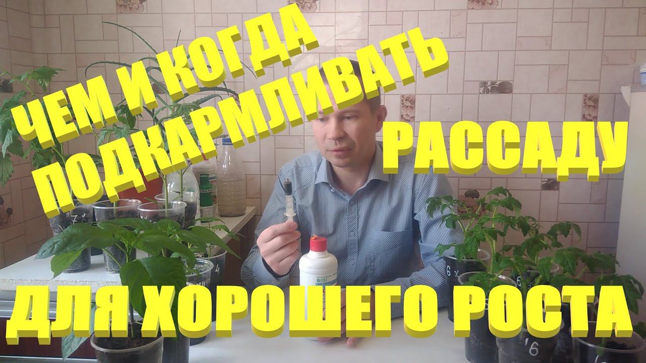 Подкормка рассады томатов.Чем и когда нужно подкормить рассаду томатов