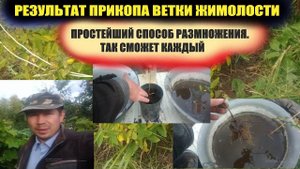 Размножение жимолости.Как размножить жимолость веткой