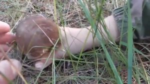 ВЫ ВЕРИТЕ В ЛЕСНЫХ ДУХОВ? А ОНИ СУЩЕСТВУЮТ! Разбор кряхтящего гриба И ПОХОД ПО ГРИБЫ!