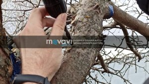 Прививка на яблоню при помощи дрели Часть первая