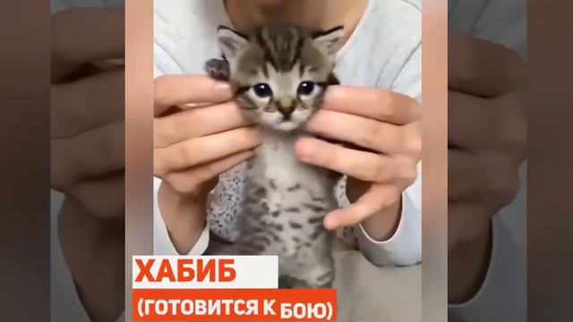 Котейки 5