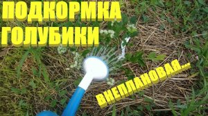 Подкормка голубики.Чем подкормить молодую голубику