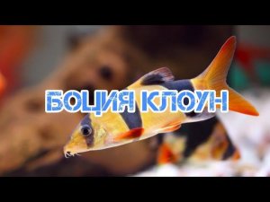 БОЦИЯ КЛОУН. СОДЕРЖАНИЕ И КОРМЛЕНИЕ