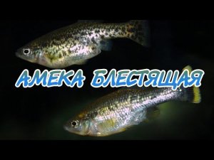 АМЕКА БЛЕСТЯЩАЯ. ЖИВОРОДЯЩАЯ АКВАРИУМНАЯ РЫБКА. УХОД, СОДЕРЖАНИЕ, КОРМЛЕНИЕ И РАЗВЕДЕНИЕ.