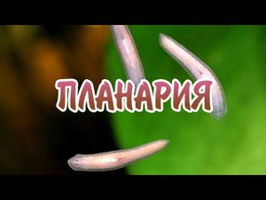 ПЛАНАРИЯ. ВЫВЕДЕНИЕ ИЗ АКВАРИУМА.