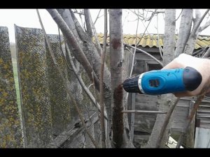 прививку на рябину с помощью дрели