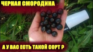 СМОРОДИНА СОРТА.Сорт черной смородины Лентяй меня удивил
