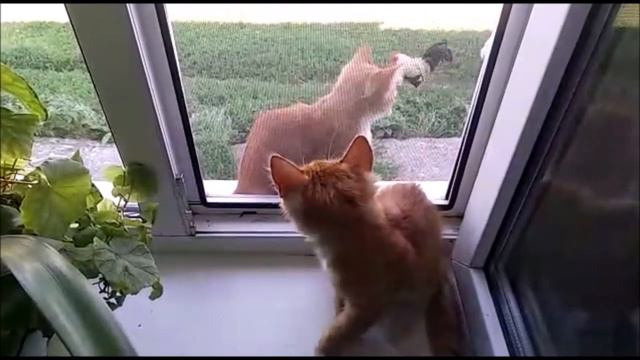 Приключение котят в деревне