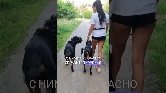 порода ротвейлер
