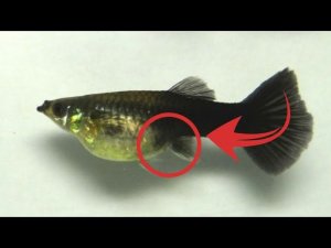 БЕРЕМЕННА ЛИ ГУППИ И КОГДА ЕЙ РОЖАТЬ