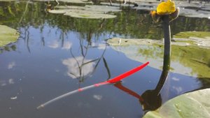 Рыбалка на ПОПЛАВОК на рассвете КАРАСЬ ПЛОТВА в кувшинках на реке