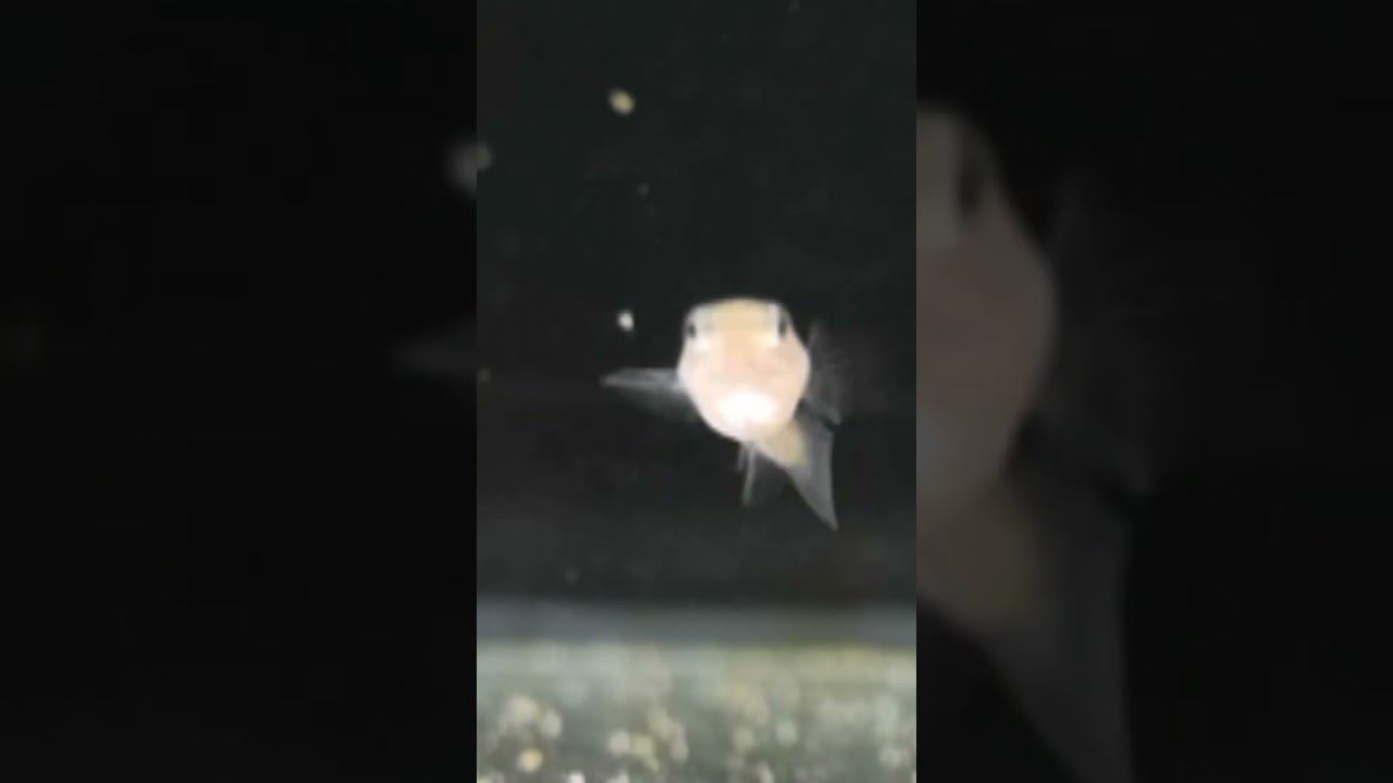 Кормится смотреть онлайн