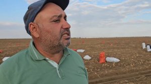 26-09-2024 Картофель сорт удача выращенный на стартэко