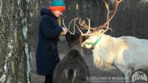 Ферма северных оленей